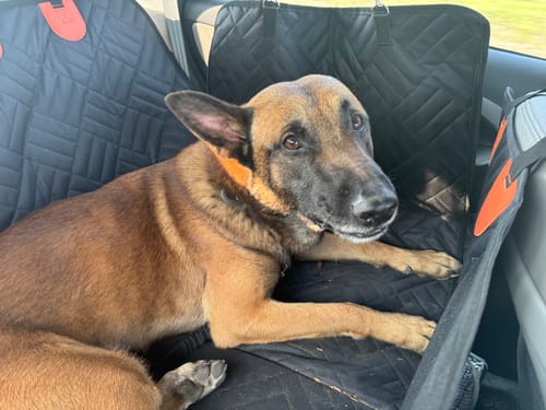 Review by Jennifer William